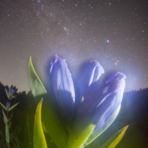 青虫のリンドウ銀河