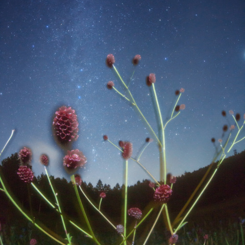 吾亦紅の天の川