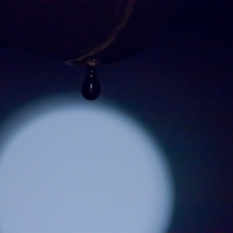 中秋の名月の雫