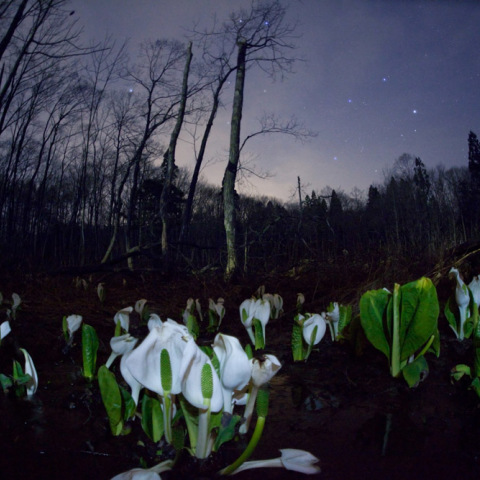 ふたご座カペラのミズバショウ