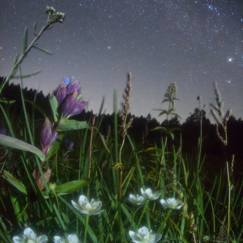 ウメバチ草の銀河