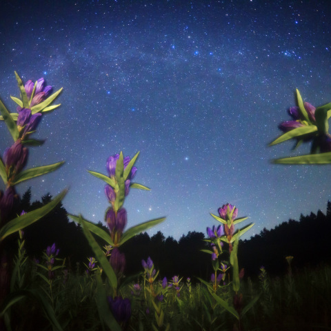 天の川に咲く竜胆