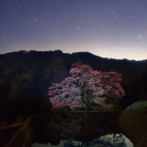 レグルスの駒つなぎの桜