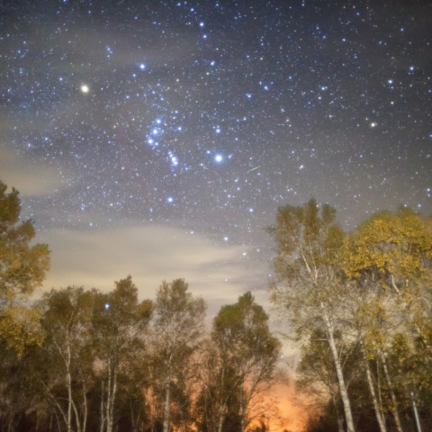 黄葉八千穂白樺林の流星オリオン
