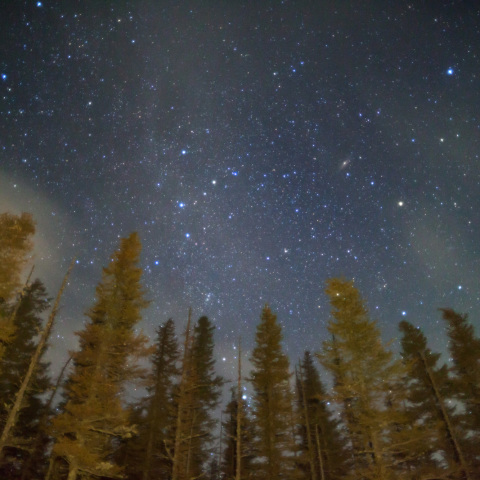 黄針葉樹のアンドロメダ_カシオペア