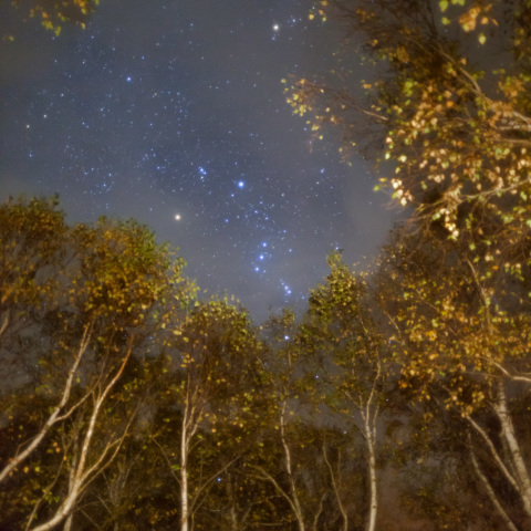 黄葉白樺八千穂の冬星