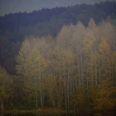 昴響くカラマツ