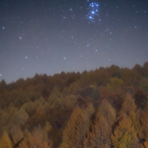 秋翳の昴