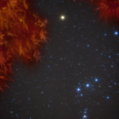 もみじのオリオン大星雲