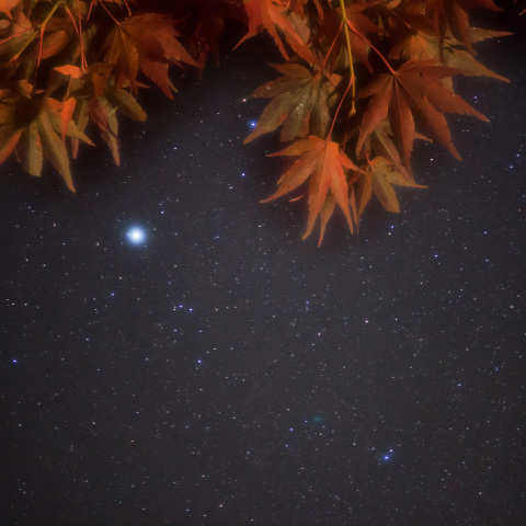 103P/ハートレー彗星のもみじ