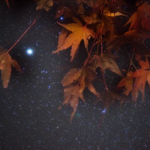 103P/ハートレー彗星の楓11/10