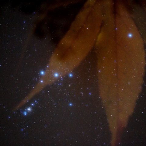 葉っぱのオリオン大星雲