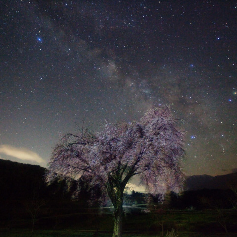 銀河の一本桜
