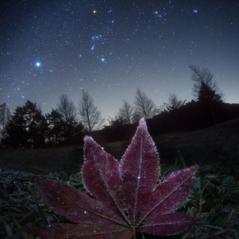 キラキラ銀河の霜楓