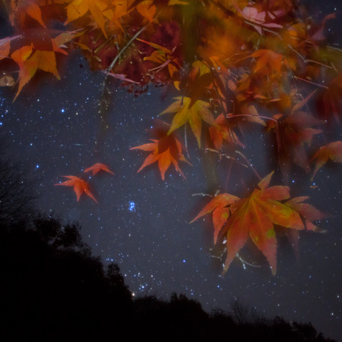 もみじ舞う昴