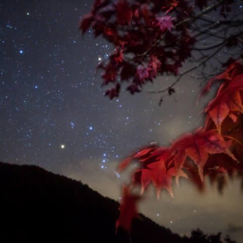 紅色楓のオリオン