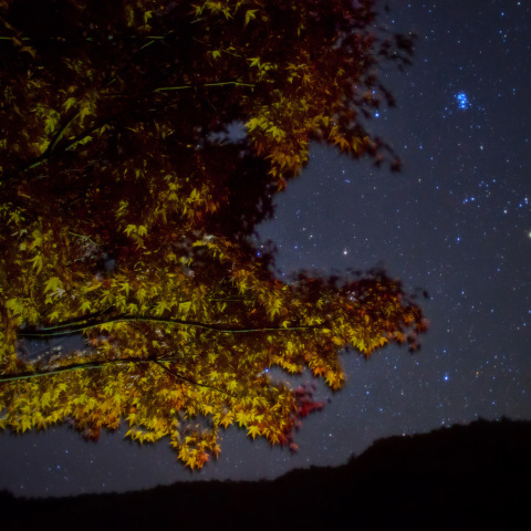 万葉に昴詠う椛