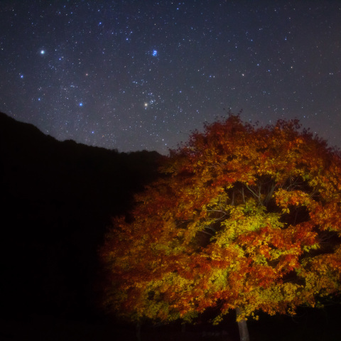 星楓の木と昴