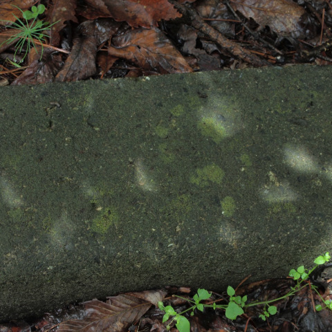  路傍の木漏れ日