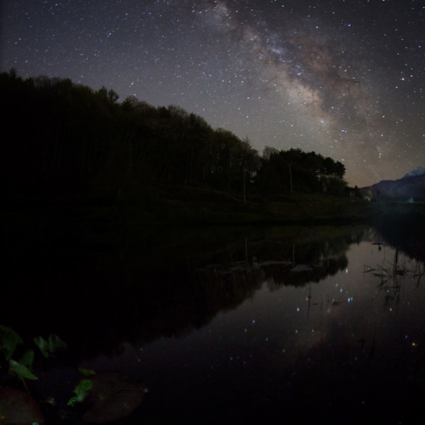 水面映る銀河のリュウキンカ