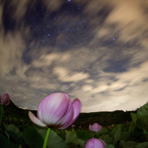 夏の大三角の古代蓮