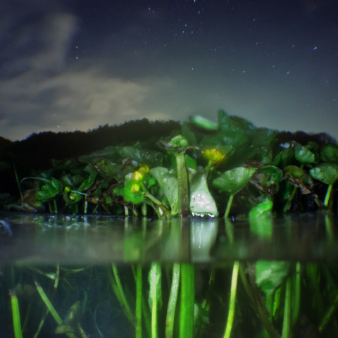 半水面星景UWニッコール 20/2.8