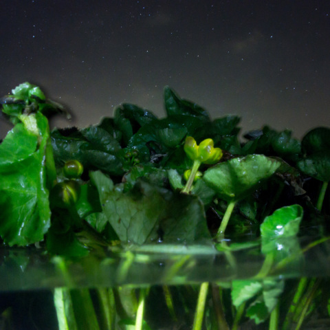 半水面星景Sea & Sea SWL-Fisheye 12mm f/3.5