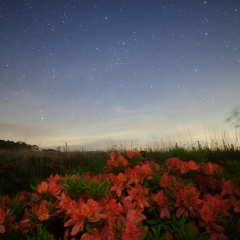 霧ケ峰のツツジと夏星