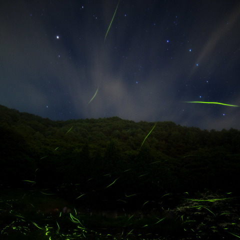 北斗の松尾峡ホタル