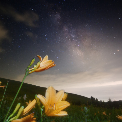 ニッコウキスゲと天の川