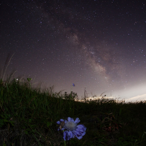 天の川のマツムシソウ