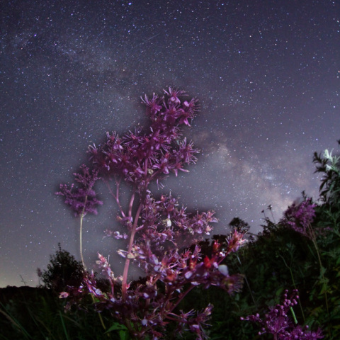 銀河のシモツケソウ