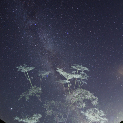 天の川のシシウド