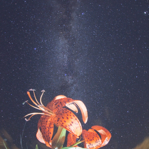 銀河のコオニユリ