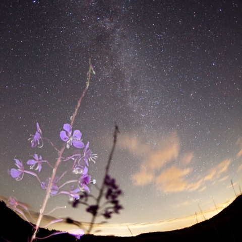 天の川のヤナギラン