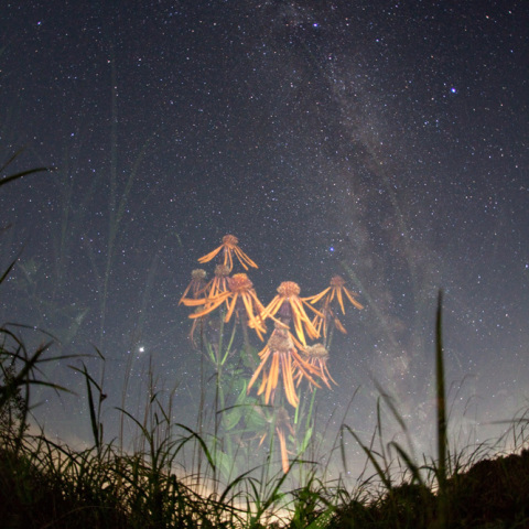 銀河のコウリンカ