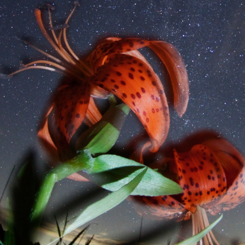 ペルセウス座流星のコオニユリ