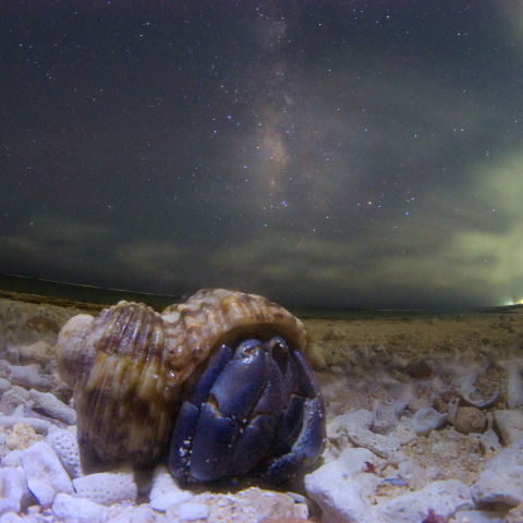 天の川眺めるヤドカリ