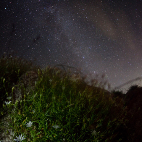 ペルセウス座流星のイワツメグサ