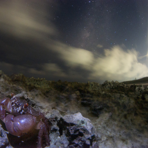 天の川眺めるカニ