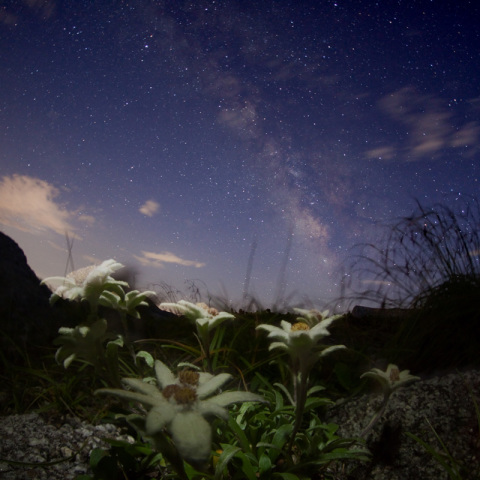 天の川のコマウスユキソウ