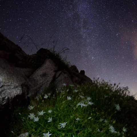 銀河のイワツメグサ