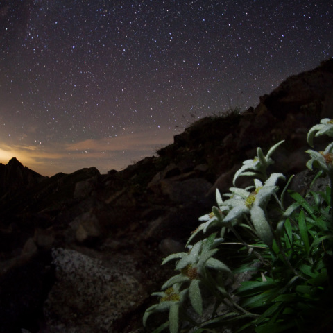 銀河宝剣岳駒薄雪草