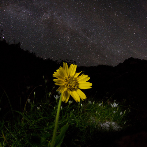 天の川のウサギグサ