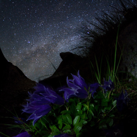 銀河のイワギキョウ