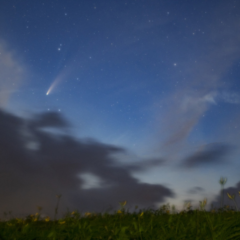 ネオワイズ彗星を眺めるニッコウキスゲ