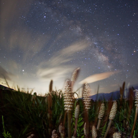 天の川銀河のつくし