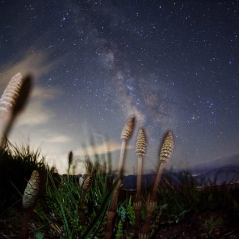 天の川描く土筆
