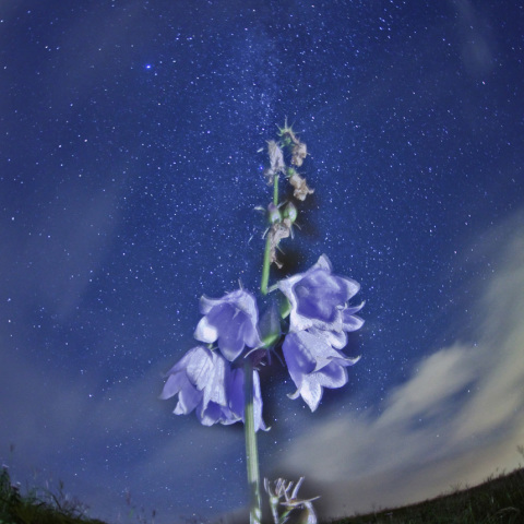 白鳥の停車場カンパニュラ