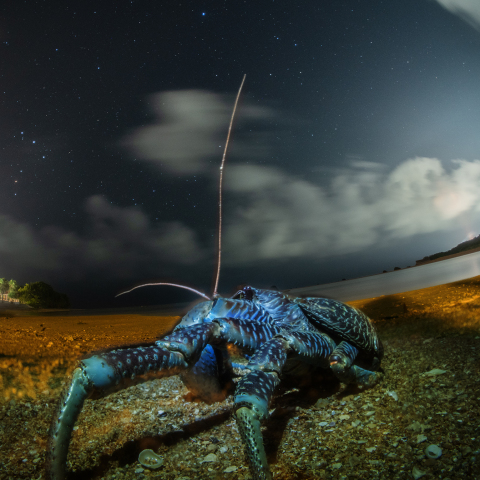 さそり座眺めるヤシガニ